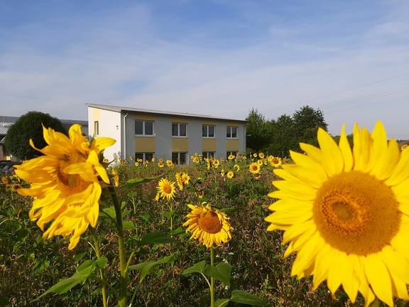 Verwaltung Hydrokomp Sonnenblumen